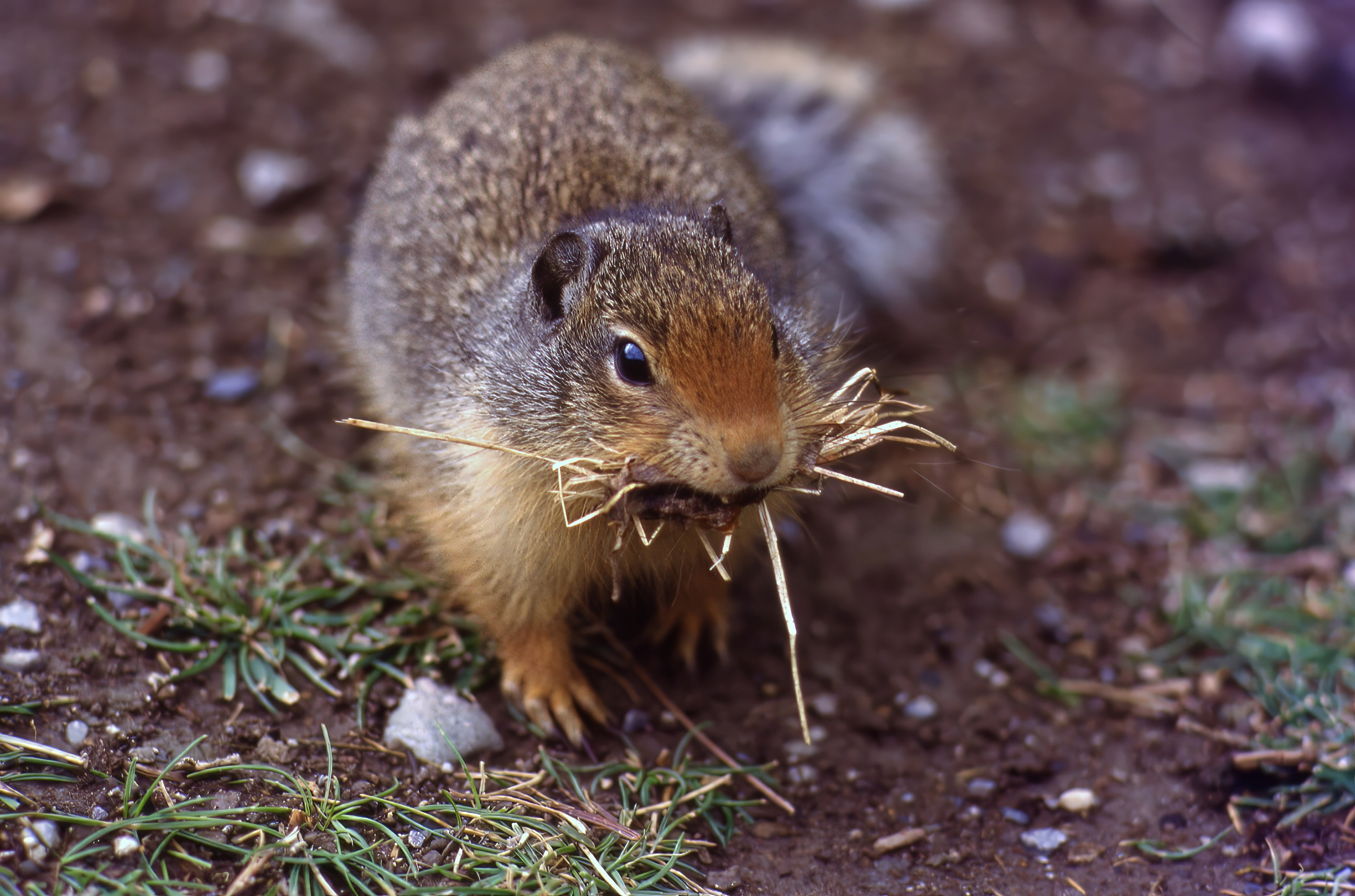  Columbian Ground Squirrel 