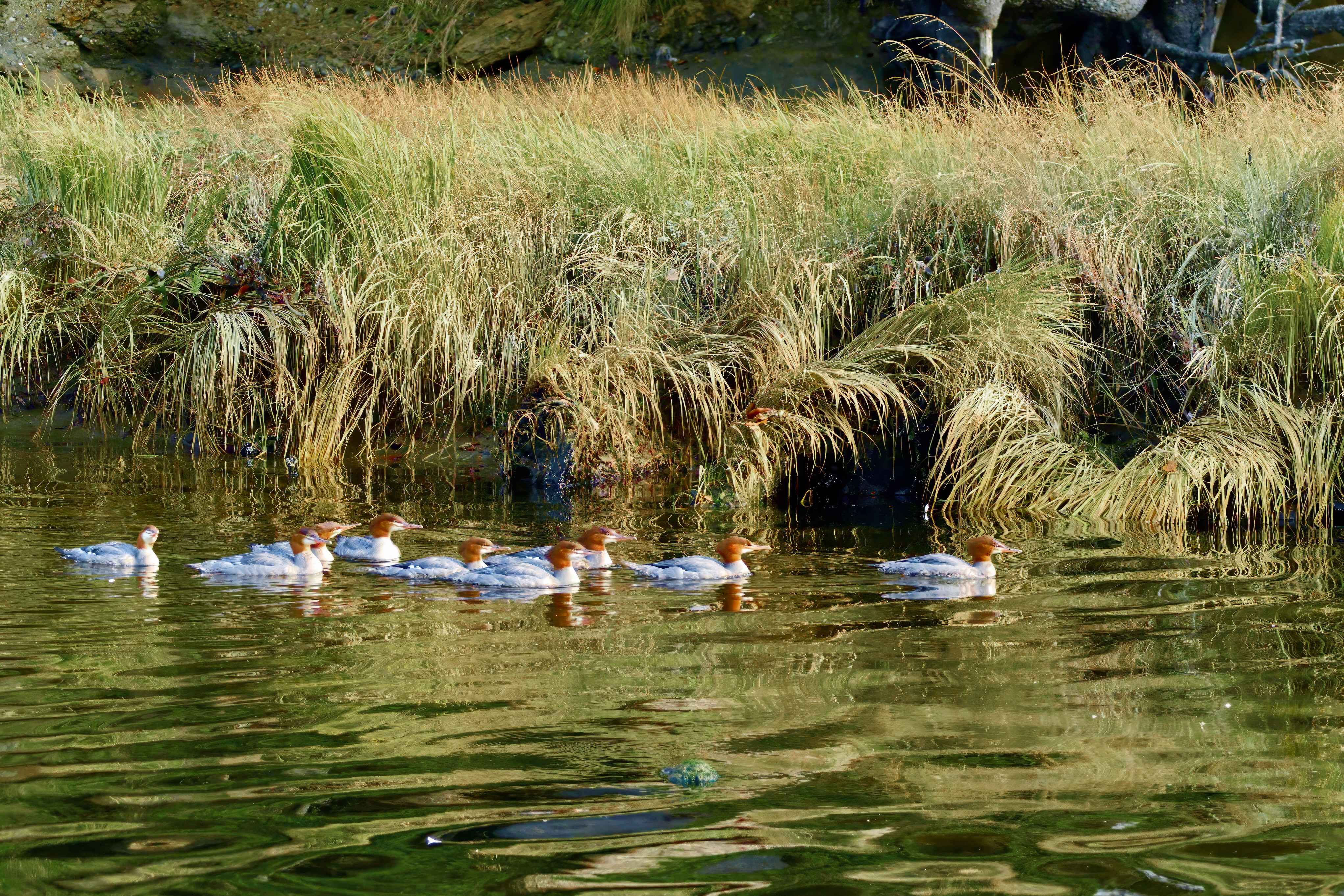  Common Mergansers 