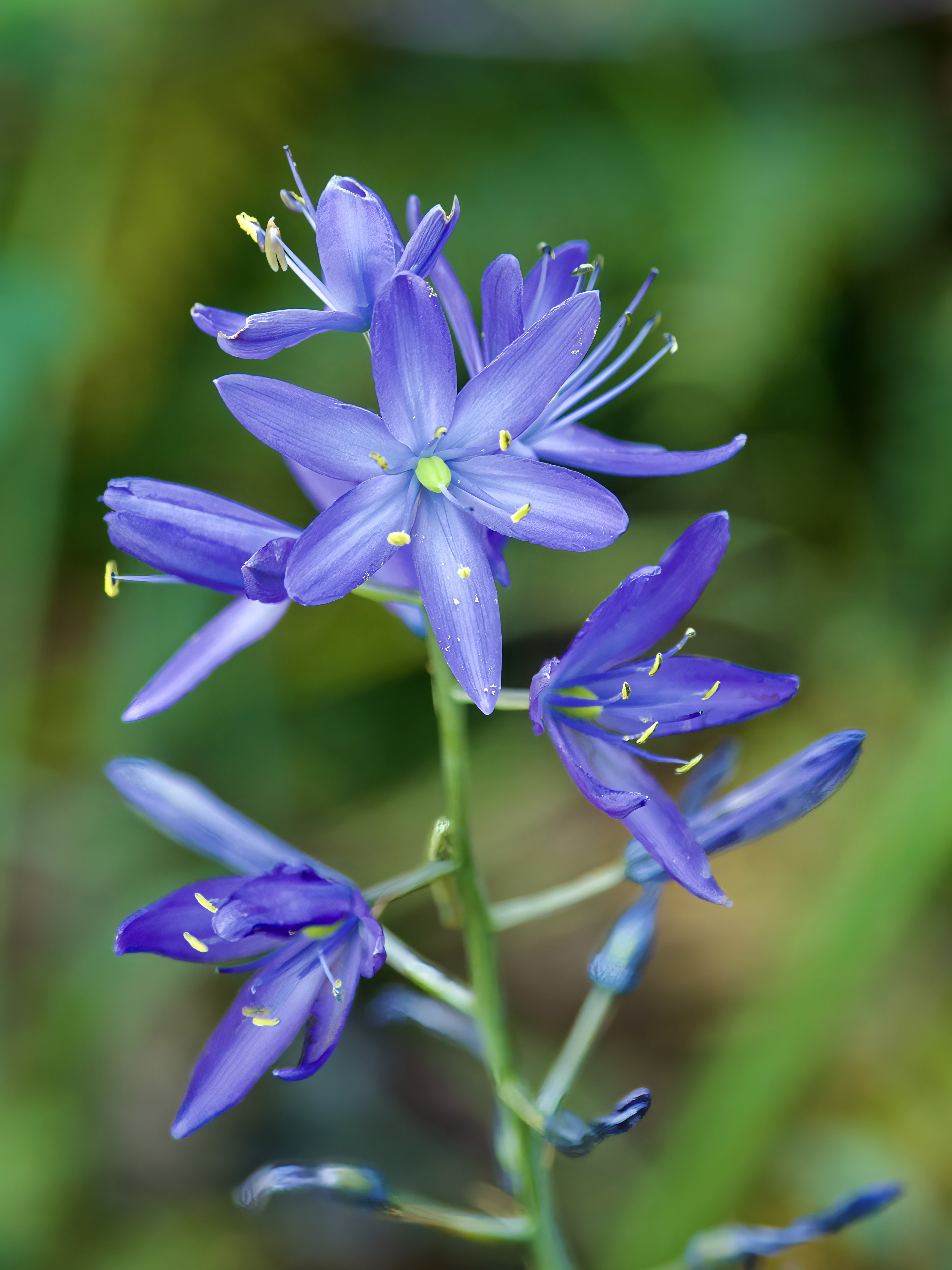  Camas 