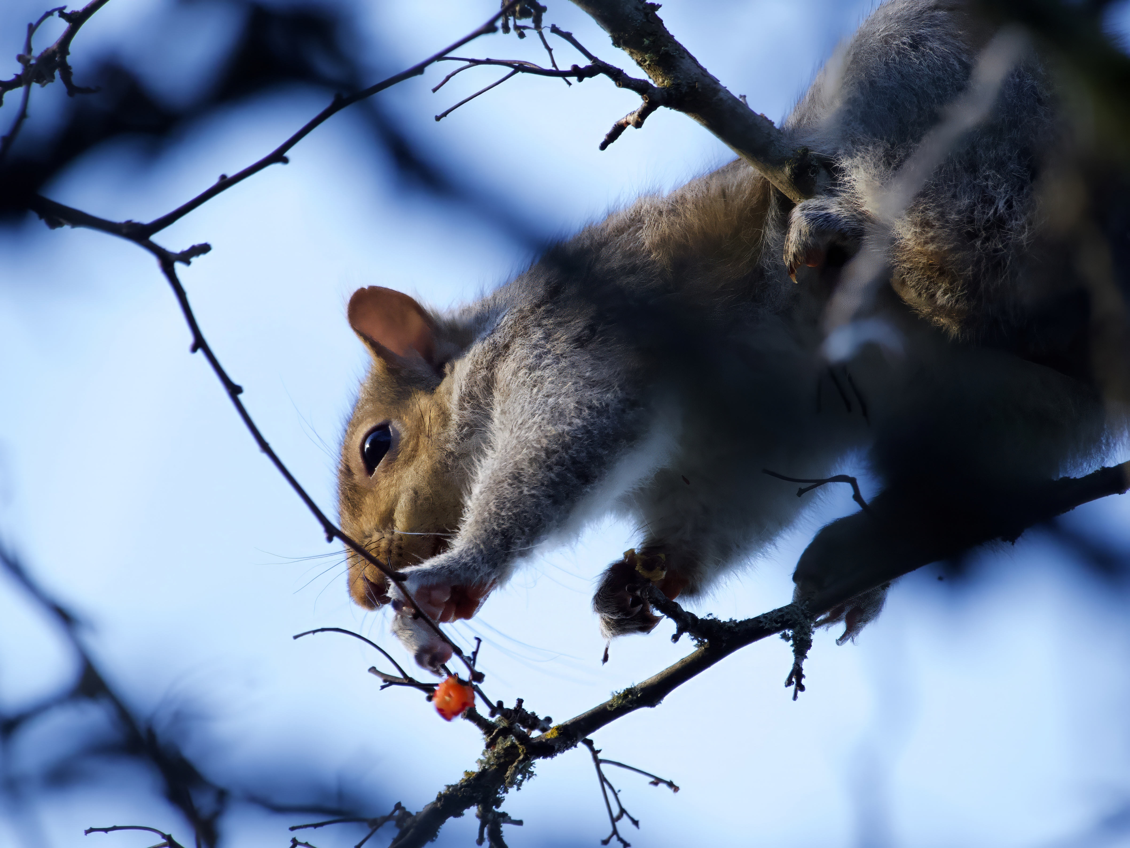  Eastern Grey Squirrel 