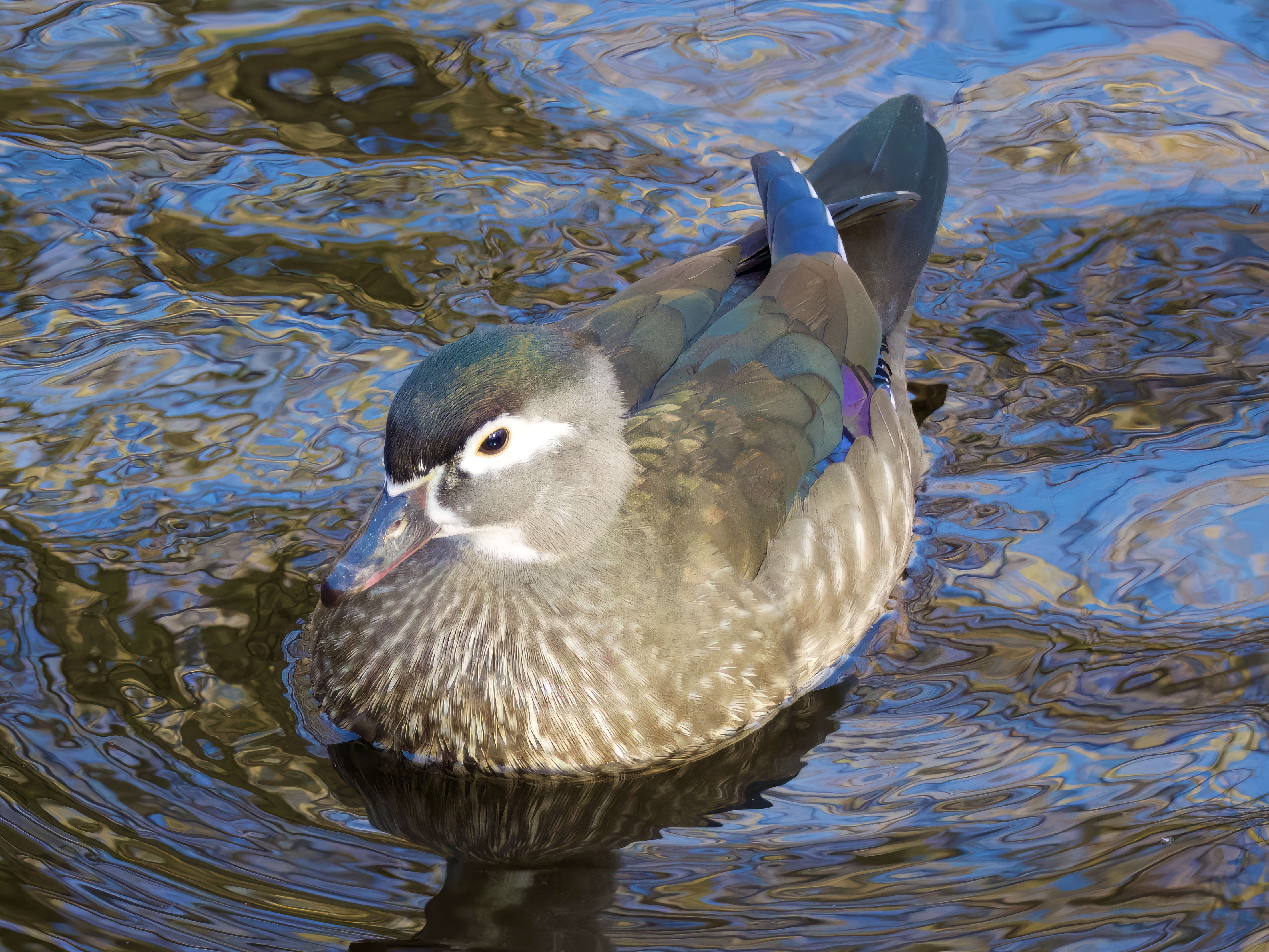  Wood Duck 