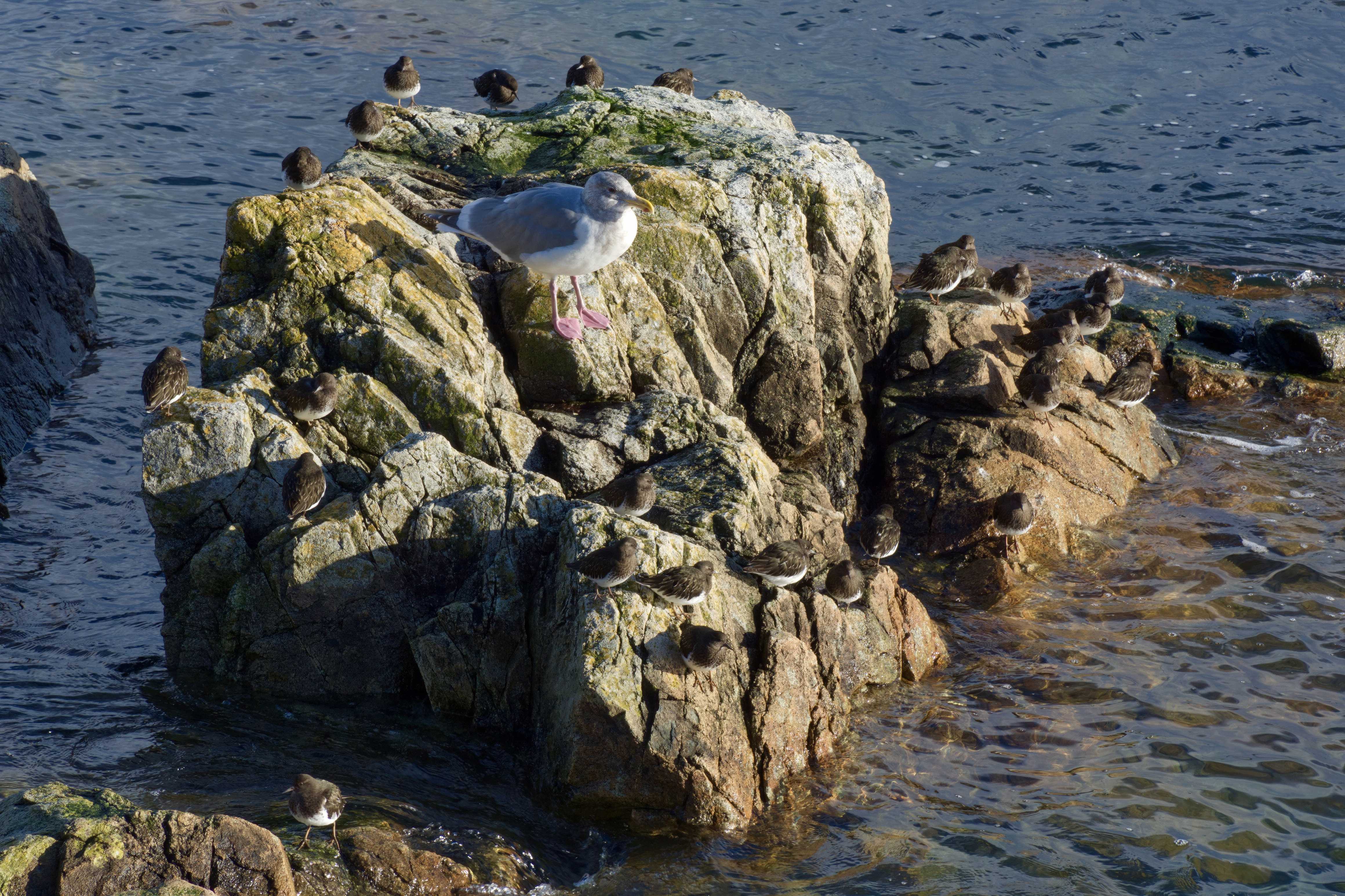  Gull with Turnstones 