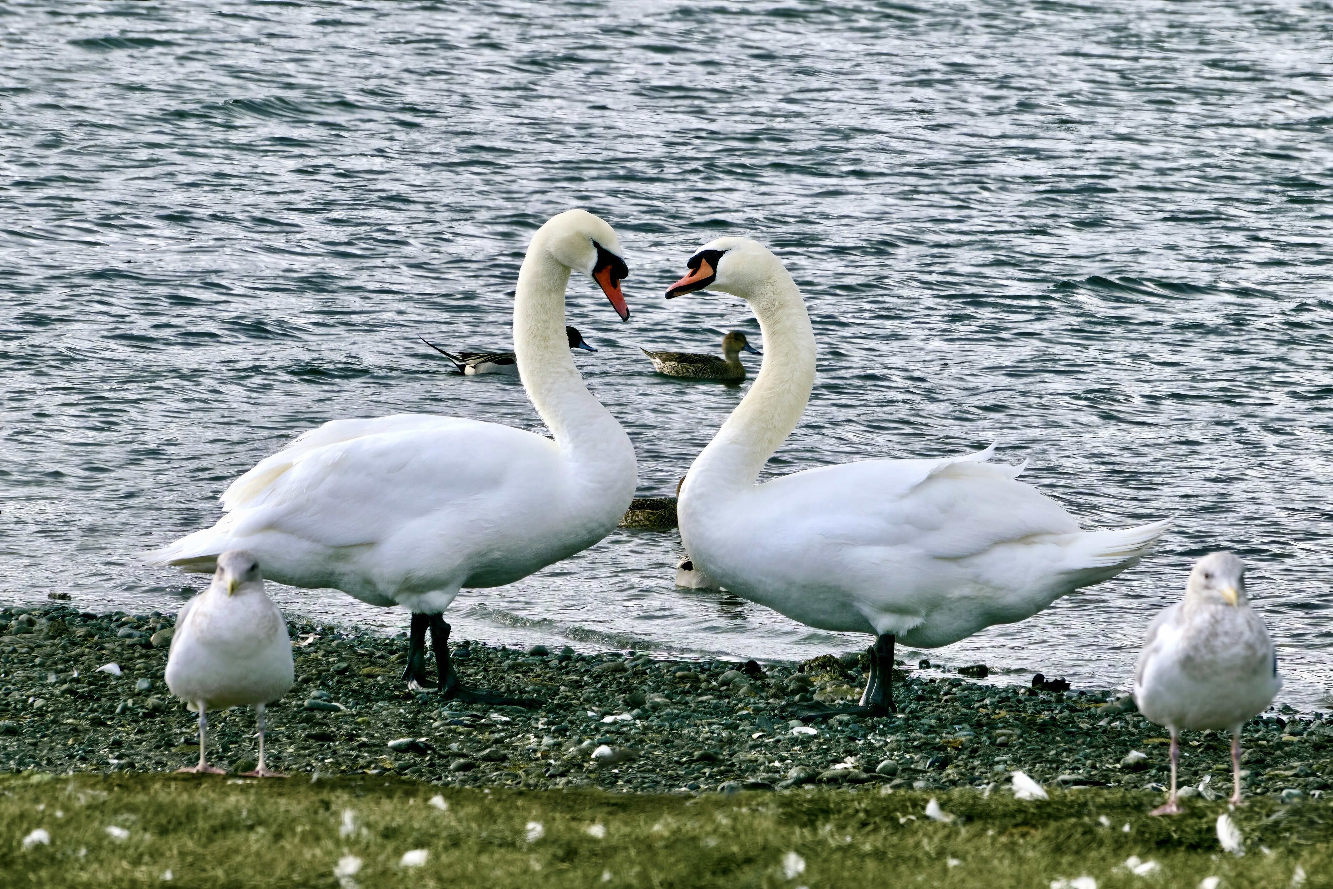  Mute Swans 