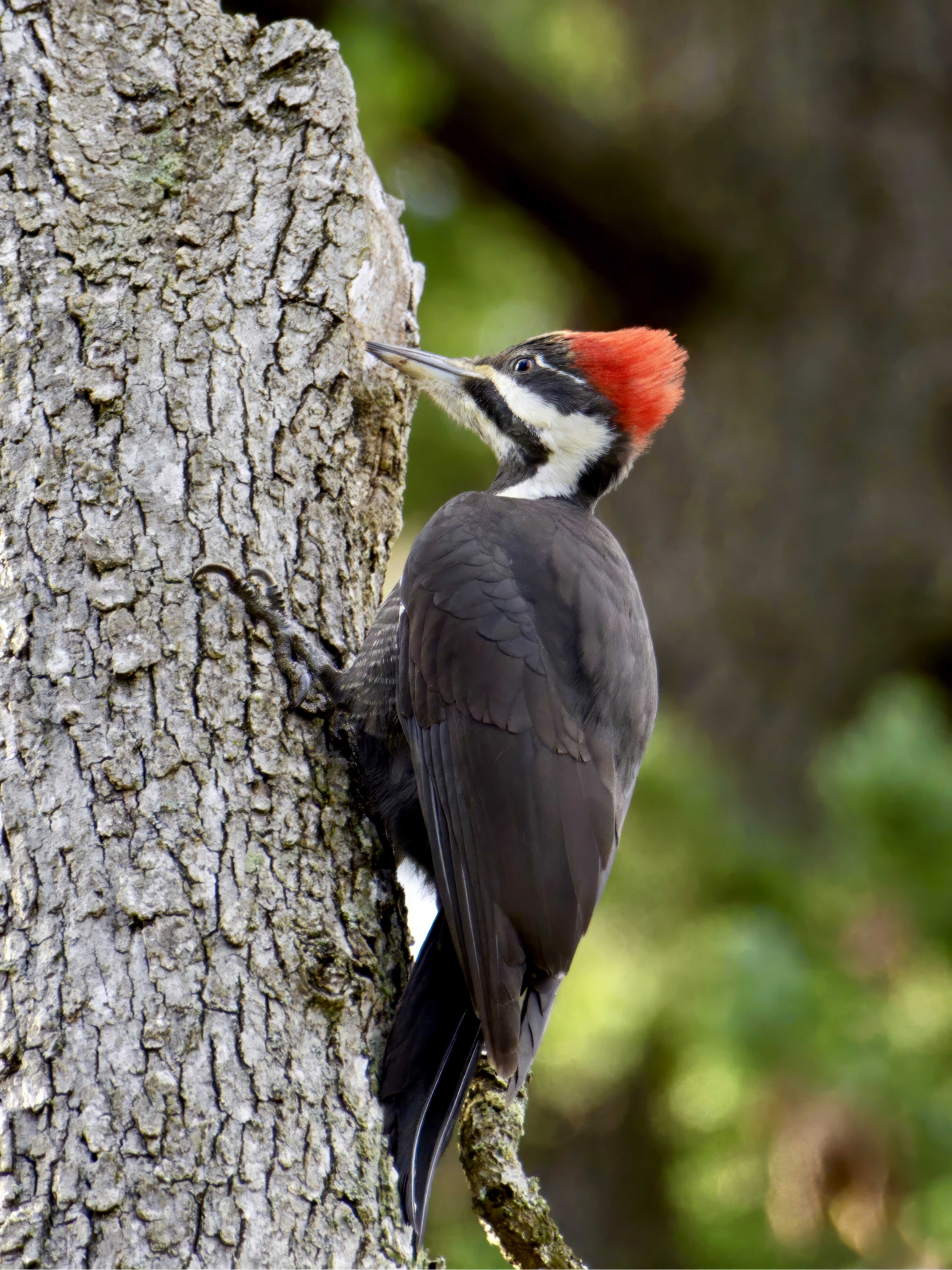 Pileated Woodpecker 