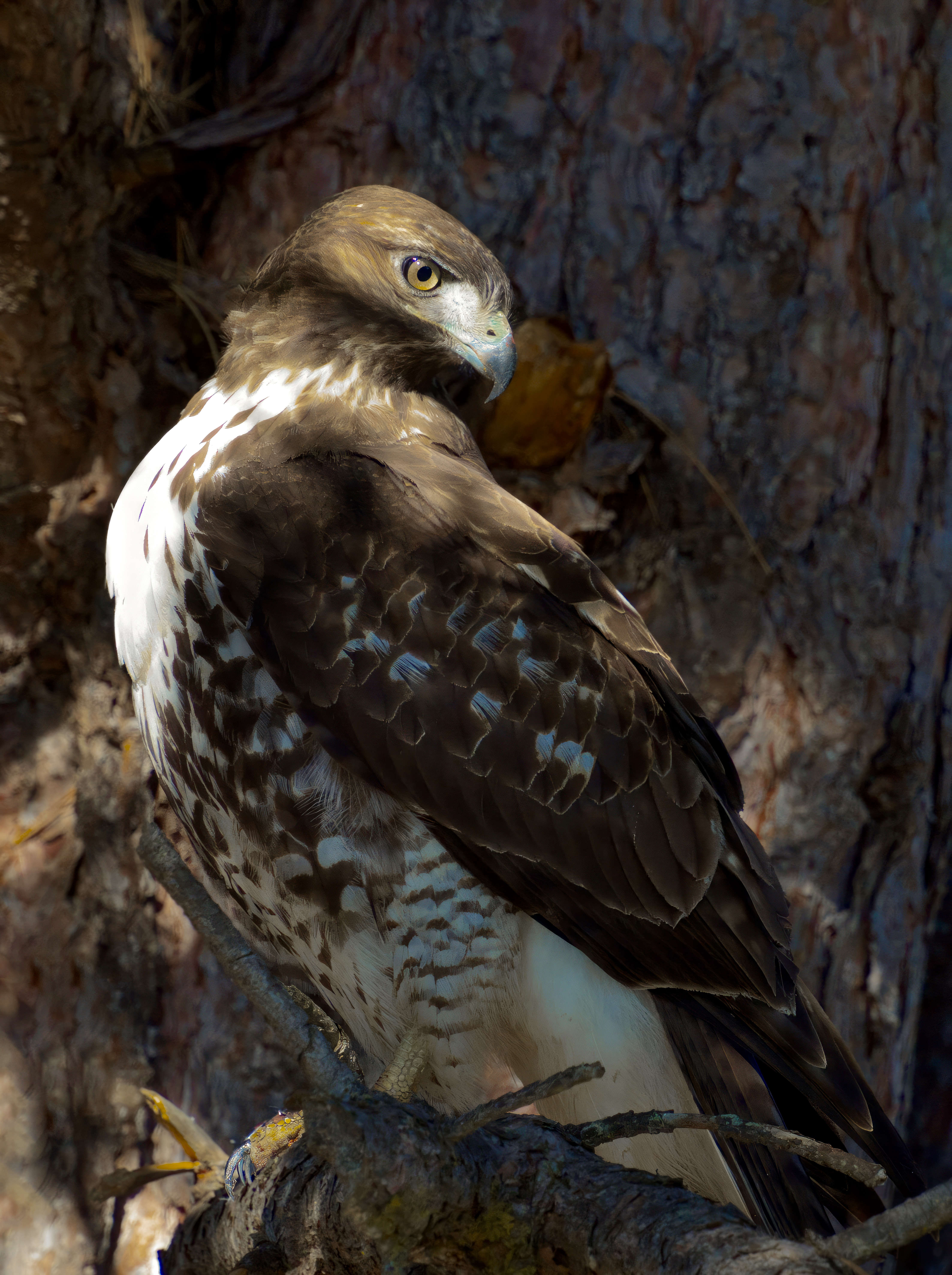  Red-Tailed Hawk 