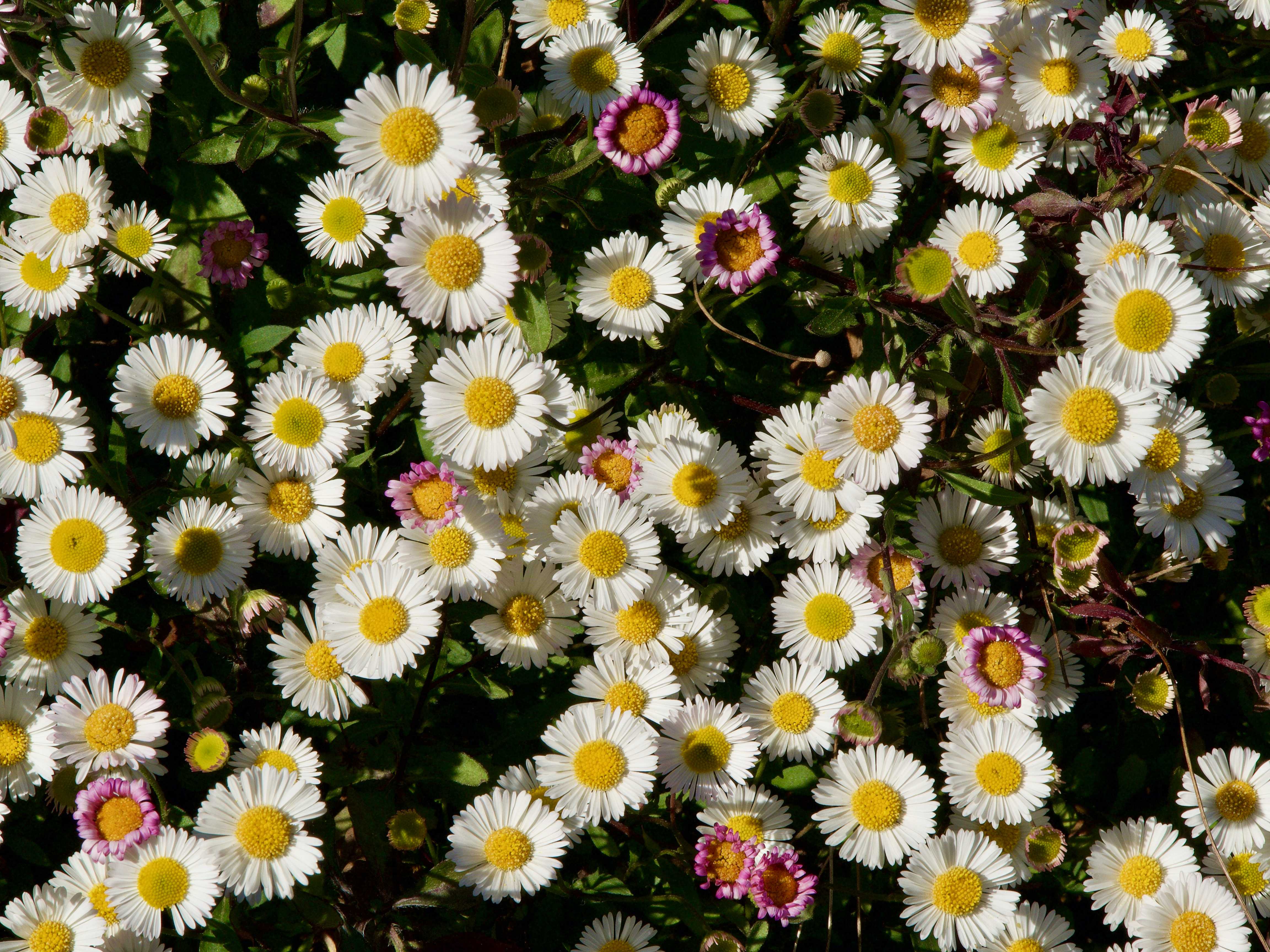  Santa Barbara Daisies 