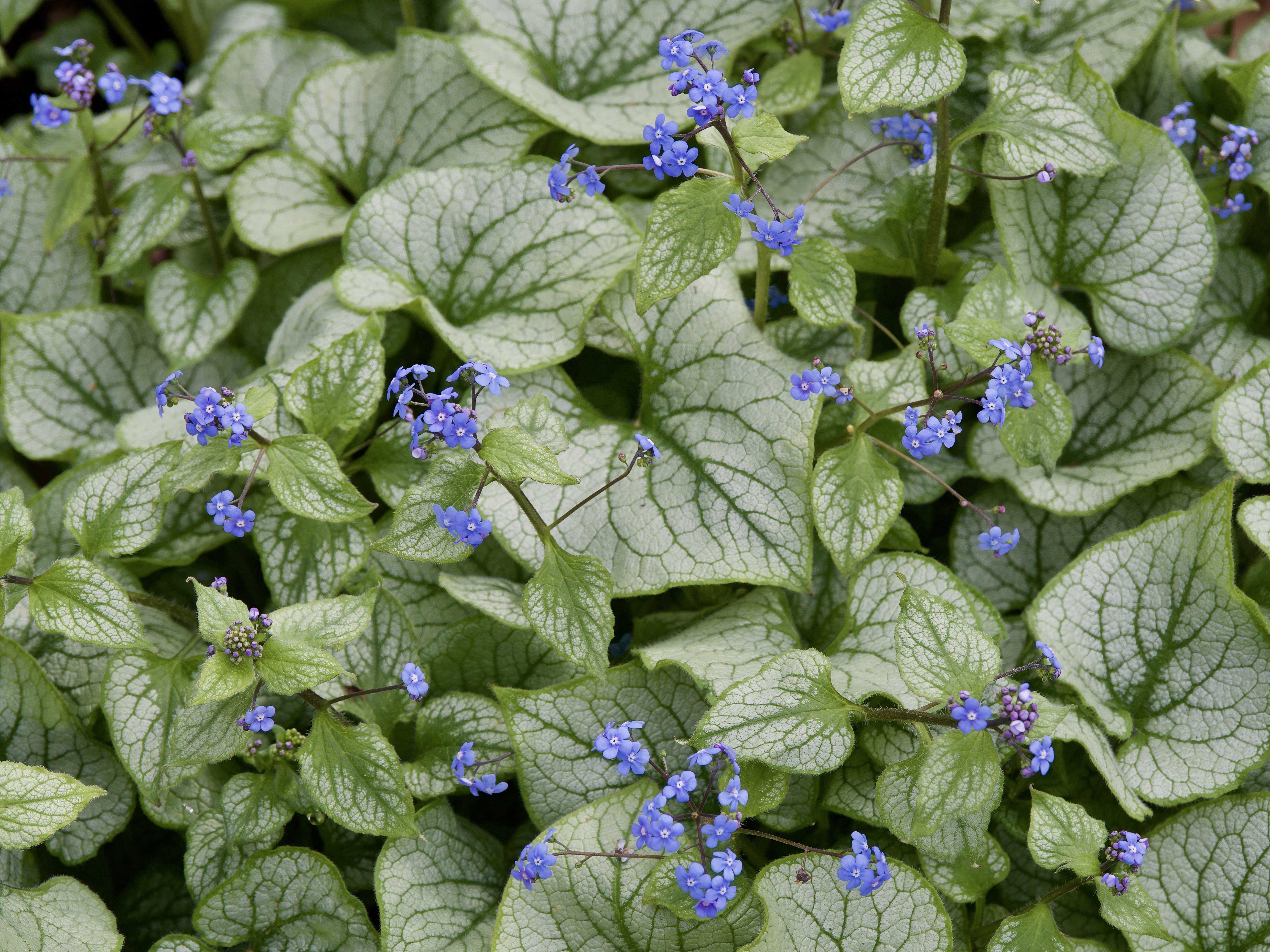  Siberian Bugloss 