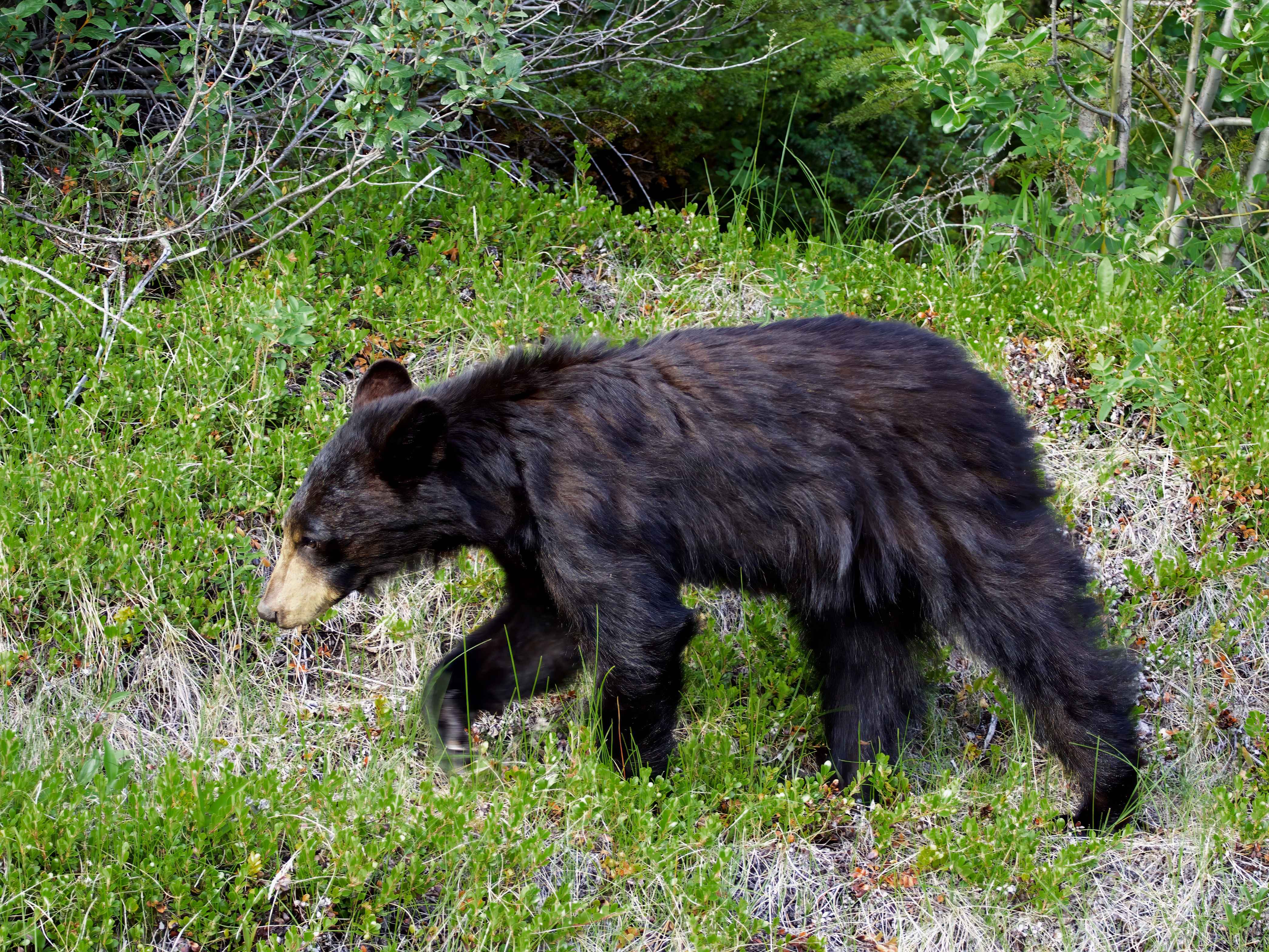  Yearling Black Bear 