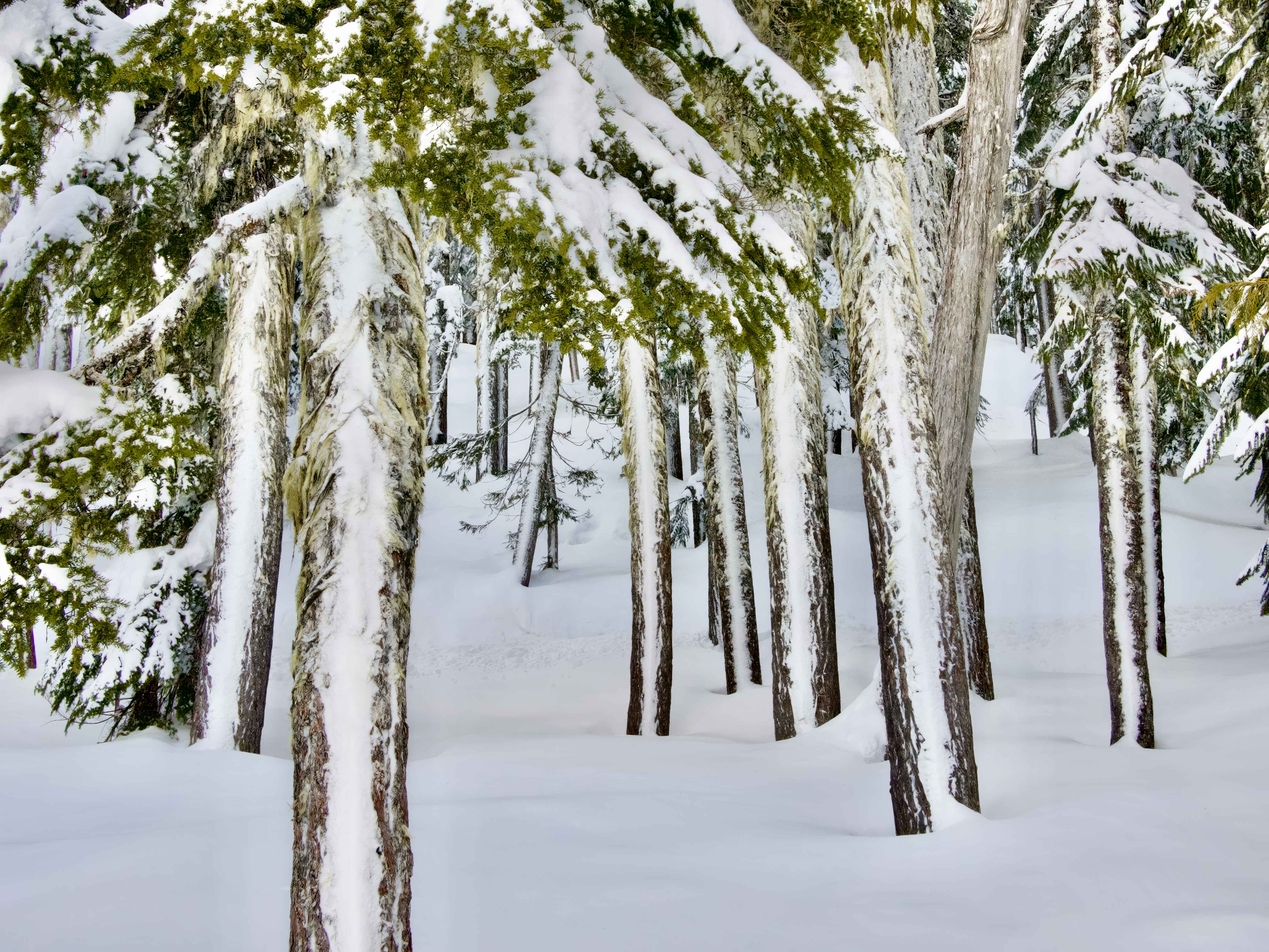  Winter at Paradise Meadows 